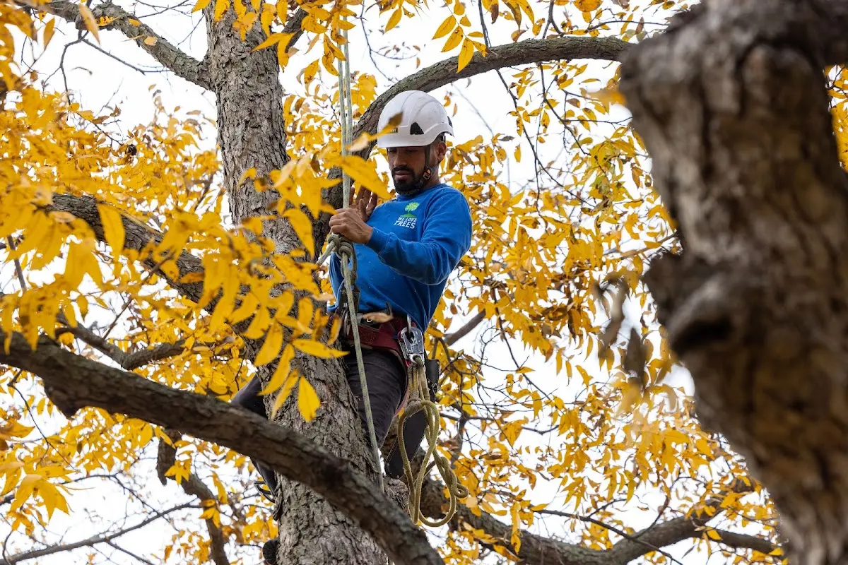 Skilled Tree Transplanting crew working in Cabery